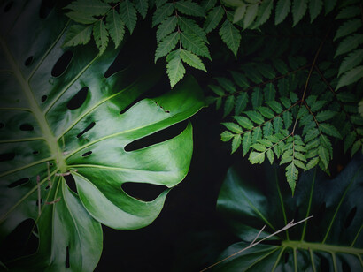 Planta en una tienda de jardinería