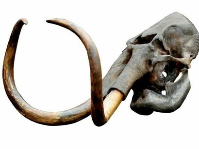 Visitors to Mammoths of the Ice Age will be able to see fossil skulls, as well as life-size replicas of these ancient beasts, © PaleoArt