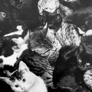 It’s Raining Cats and Dogs. Courtesy of MOHAI