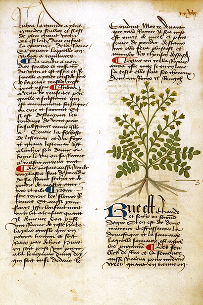 Plateario, Circa instans, seu de medicamentis simplicibus