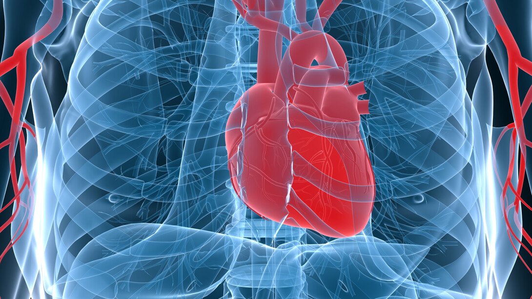 Corazón bombeando sangre al resto del cuerpo