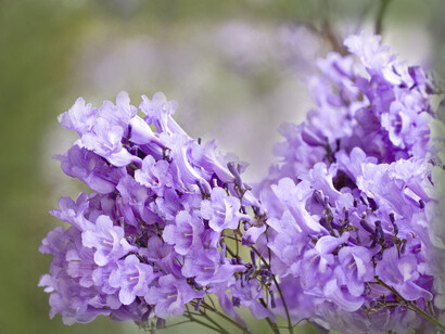 Jacaranda è il rimedio per gli incostanti, per chi inizia nuovi progetti con intento creativo, ma di rado li porta a termine