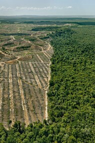 Edward Burtynsky, Clearcut  #1, Palm Oil Plantation, Borneo, Malaysia 2016 photo © Edward Burtynsky, courtesy Admira Photography, Milan / Nicholas Metivier Gallery, Toronto