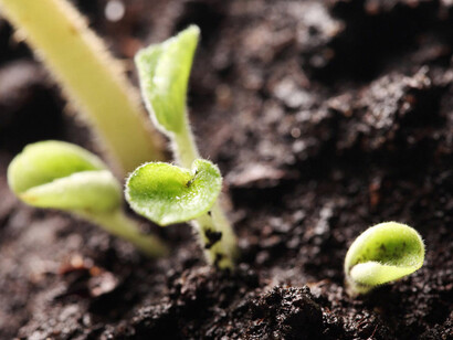 Começando a crescer