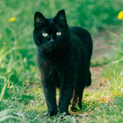 La superstizione sui gatti neri rivela più delle nostre insicurezze che della natura dell’animale, vittima simbolica di un bisogno umano di spiegare l’ignoto