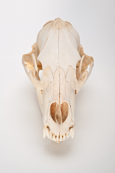 Susan Jorgensen, The Find: Skull #13 1/10, Digital print on Ultrasmooth Fine Art, 18x12/22x17 inches, 2011/2014