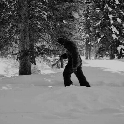 Amidst the wintry forest, the enigmatic Sasquatch, better known as Bigfoot, moves silently, casting a mysterious presence against the snowy backdrop