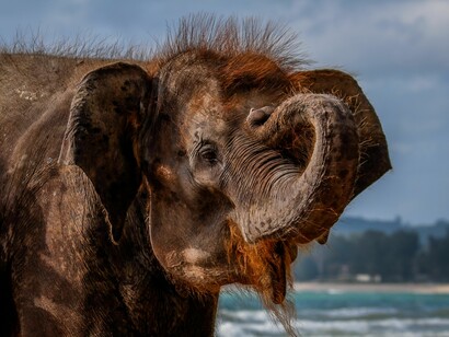 The Elephant Song