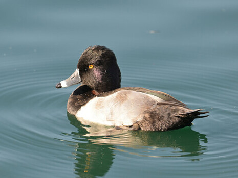 La música es un lenguaje impregnado de emociones, que nos llega y golpea, entrando en nosotros como una puñalada, que nos mata lentamente, gota a gota