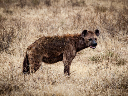 Iena maculata nel parco di  Ngorongoro