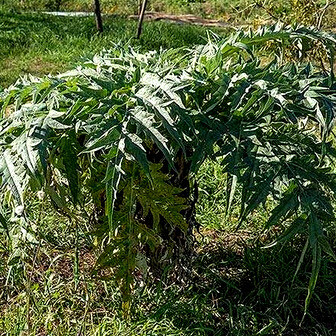 Il Cynara cardunculus altilis è una varietà coltivata del cardo, apprezzata per i suoi gambi carnosi e teneri