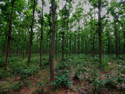 Compensatory afforestation in India is often monoculture, can never replace lost natural forests ©  Ashish Kothari
