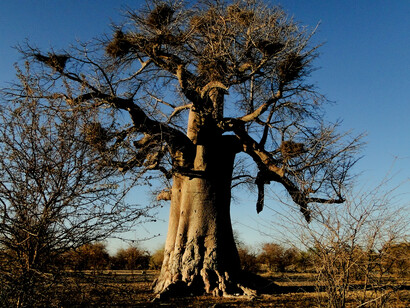 Botswana, Central Kalahari Game Reserve, Equilibrato e deciso, capace di trovare risorse nella scarsità, foto Marco Migliozzi