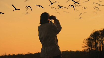 Birdwatching, l’osservazione organizzata di volatili
