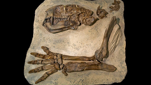 Mammal Hall. Courtesy of Royal Tyrrell Museum