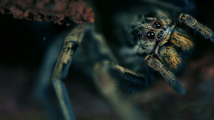 «Lycosa tarantula»  