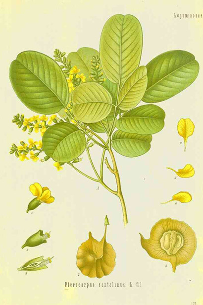 Pterocarpus Santalinus