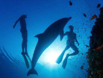 Conviviendo con la fauna marina