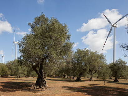 Pale eoliche fra gli ulivi in Puglia