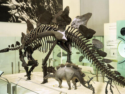Hall of Ornithischian Dinosaurs. Courtesy of American Museum of Natural History