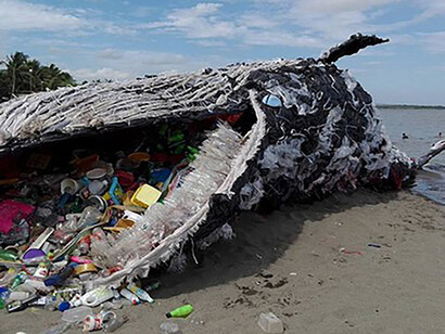 Cetaceo spiaggiato con all'interno dello stomaco quantità enormi di plastica, installazione di Greenpeace