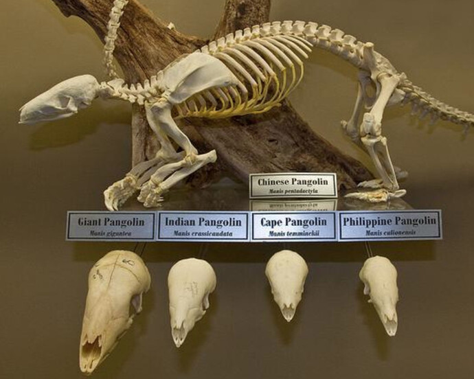 Museum Environment. Courtesy of Museum of Osteology