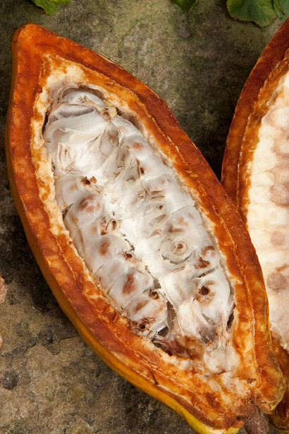 Cacao OGM per il futuro?