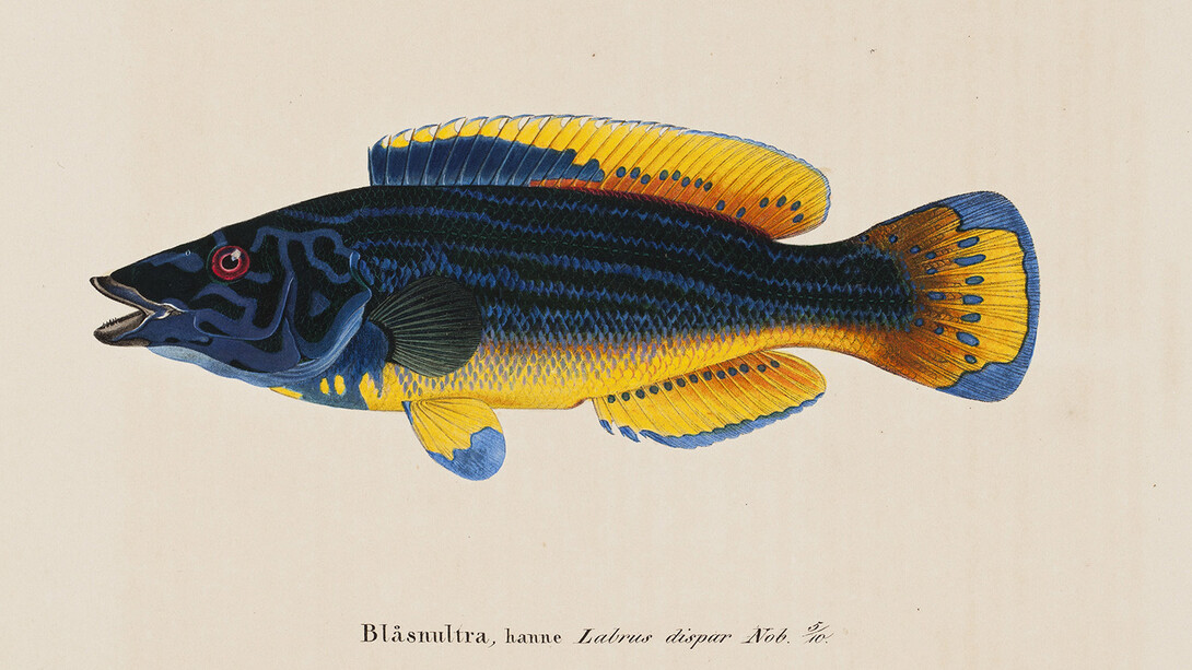 Wilhelm von Wright: Cuckoo-Wrasse, Male, 1836–1857. Finnish National Gallery / Ateneum Art Museum. Photo: Finnish National Gallery / Ainur Nasretdin