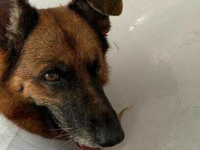 Moly in a cone but still looks happy