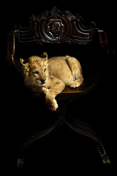 Marco Schifano, Ligre, 2012, stampa su carta baritata montata su alluminio, 140 x 104 cm, Ed. 1/3 +2 P.A