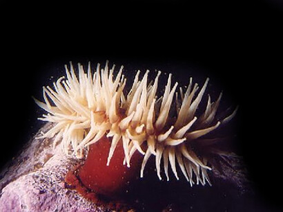 L'acidificazione colpisce particolarmente gli organismi che usano il calcio per costruire i loro scheletri composti di carbonati