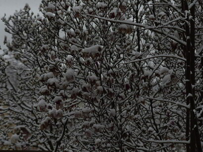 Neve su rami, foto Anna Maria Speltra
