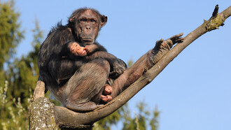 The common chimpanzees (Pan troglodytes)