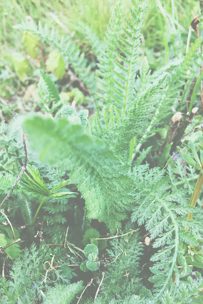 Achillea millefolium