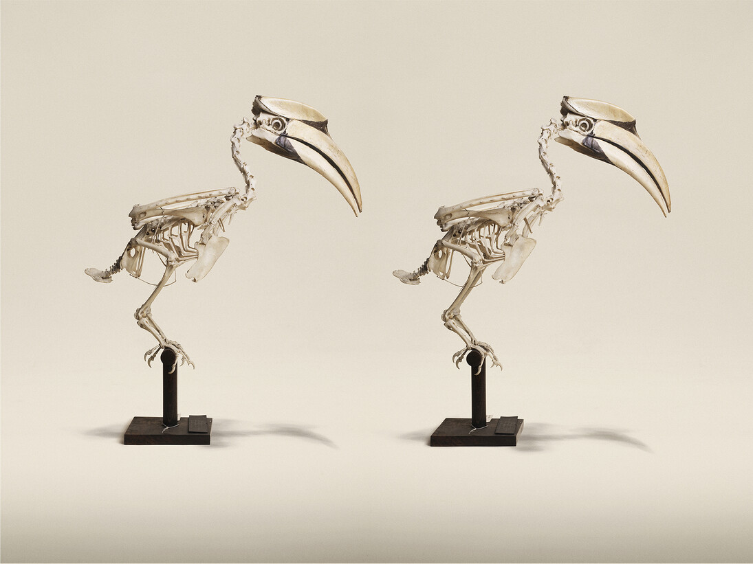 Jim Naughten, Great Indian Hornbill (Buceros Bicornis), Horniman Museum and Gardens (c) Jim Naughten