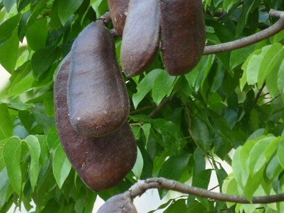 Alfarrobeira, Ceratonia síliqua. Em Portugal, a recolha das alfarrobas é feita entre os meses de agosto e outubro. Tradicionalmente, a sua apanha é similar à apanha da azeitona e da amêndoa