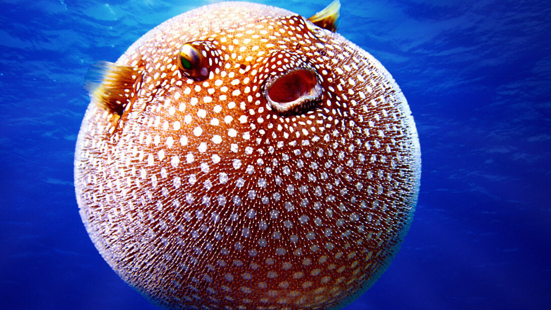 A puffer fish