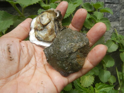 En los EE.UU. lo más frecuente (más del 95%) es la infección por consumo de ostras crudas. Ostras de Baliuag, 2020, Bulacan, Filipinas