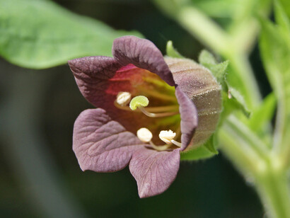 Dal mito al principio curativo. Courtesy of Municipio di Pesaro