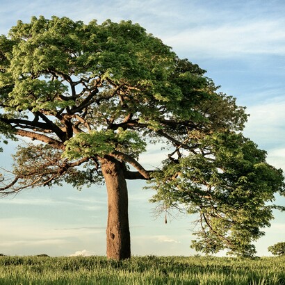 L’arbre, en tant que structure vivante, suggère également la croissance spirituelle et la continuation de la foi