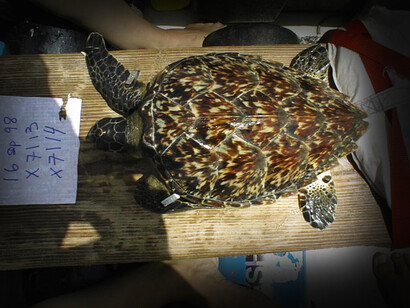 El 25 de octubre de 2023 nuestro equipo de trabajo en el Golfo de Paria encontró un ejemplar macho de la tortuga Carey