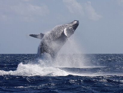 Hope for Humpbacks. Courtesy of Florida Museum of Natural History