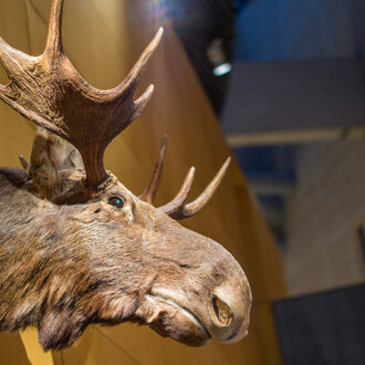 The Forest of the Finns. Courtesy of Lusto