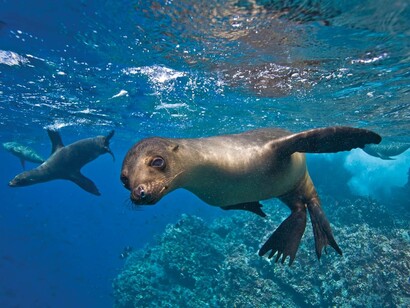 Foca