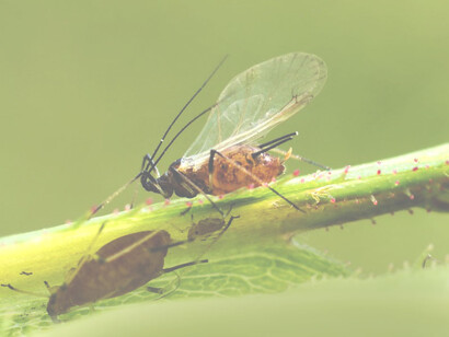 I mezzi tecnici di biocontrollo sono strumenti di origine biologica naturale per la protezione delle piante contro parassiti e patogeni