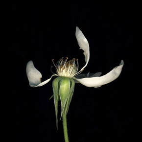 Forest. Courtesy of Yancey Richardson