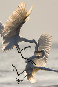 Animals can be interesting models for the study of such complex behaviour