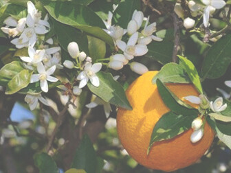 L’olio essenziale d’arancio ci ricorda la nostra creatività per realizzare e seguire il nostro cammino