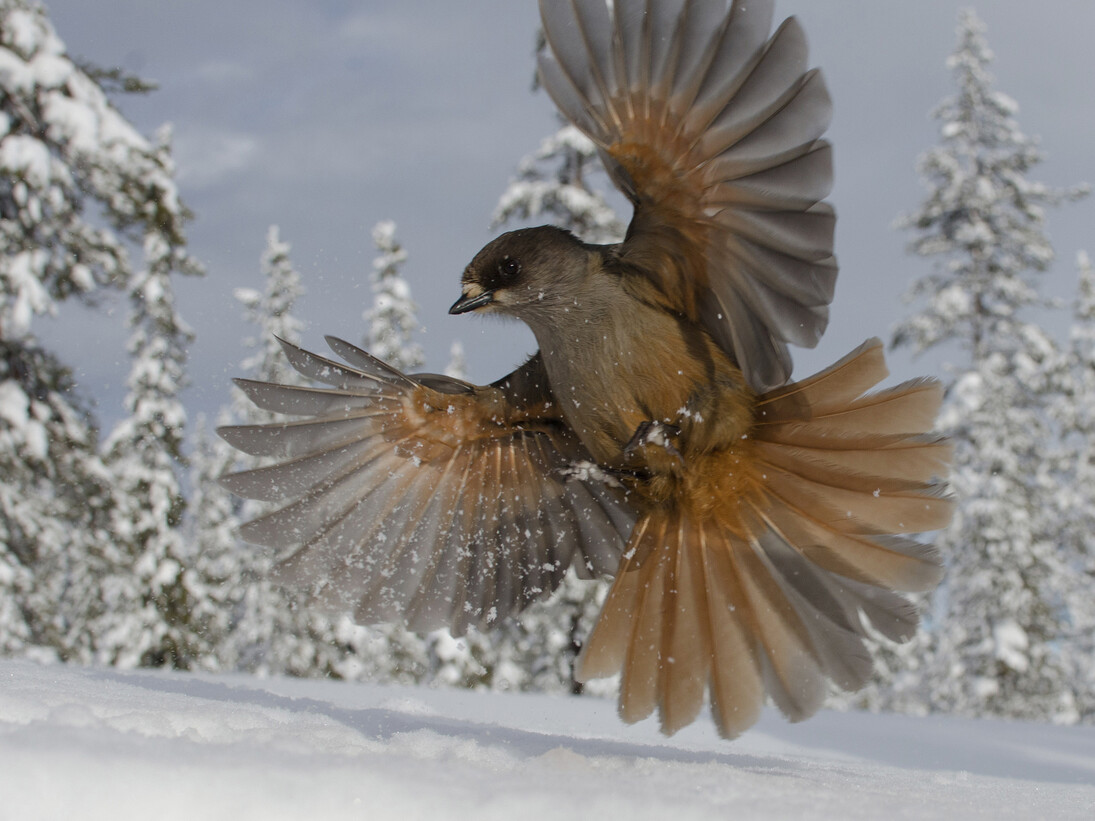 Edwin Sahlin, Finalist, "Snowbird", Category: 15 to 17 Years, Sweden