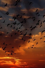 The staggering loss of bird abundance 